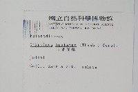 三葉茀蕨藏品圖，第2張