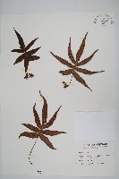 玉山茀蕨藏品圖，第1張