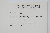 玉山茀蕨藏品圖，第2張