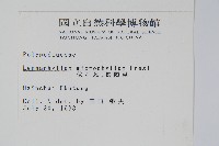 抱樹蕨、伏石蕨藏品圖，第2張