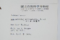 抱樹蕨、伏石蕨藏品圖，第2張