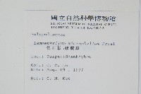 抱樹蕨、伏石蕨藏品圖，第2張