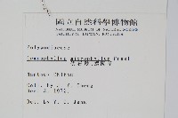 抱樹蕨、伏石蕨藏品圖，第2張