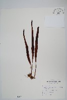 鱗瓦葦、長柄瓦葦藏品圖，第1張