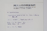 鱗瓦葦、長柄瓦葦藏品圖，第2張