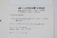 鱗瓦葦、長柄瓦葦藏品圖，第2張