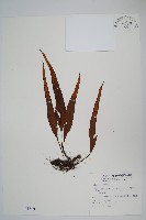 粵瓦葦藏品圖，第1張