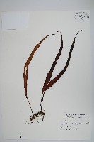 粵瓦葦藏品圖，第1張