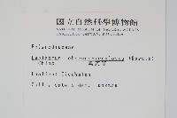 粵瓦葦藏品圖，第2張