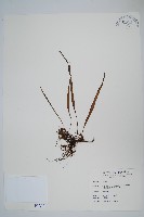 擬烏蘇里瓦葦藏品圖，第1張