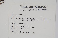 擬烏蘇里瓦葦藏品圖，第2張