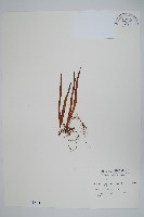 瓦葦藏品圖，第1張