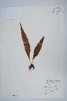 擬瓦葦藏品圖，第1張