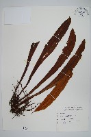 台灣劍蕨藏品圖，第1張