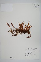 小葉劍蕨藏品圖，第1張