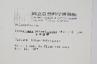 小葉劍蕨藏品圖，第2張