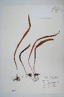 長柄劍蕨藏品圖，第1張