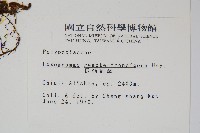 長柄劍蕨藏品圖，第2張