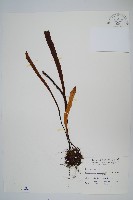 長柄劍蕨藏品圖，第1張
