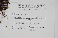 長柄劍蕨藏品圖，第2張