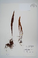 長柄劍蕨藏品圖，第1張