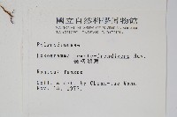 長柄劍蕨藏品圖，第2張