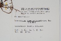 長柄劍蕨藏品圖，第2張