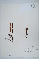 柳葉劍蕨藏品圖，第1張