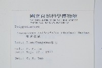 柳葉劍蕨藏品圖，第2張