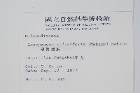 柳葉劍蕨藏品圖，第2張