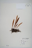 柳葉劍蕨藏品圖，第1張