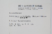 柳葉劍蕨藏品圖，第2張