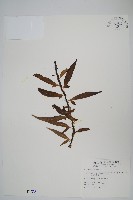 波氏星蕨藏品圖，第1張