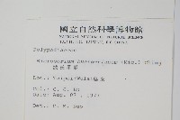 波氏星蕨藏品圖，第2張