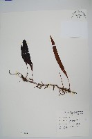 波氏星蕨藏品圖，第1張