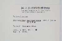 波氏星蕨藏品圖，第2張