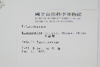 大星蕨藏品圖，第2張