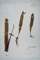 大星蕨藏品圖，第1張