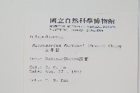 大星蕨藏品圖，第2張