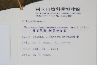 膜葉星蕨藏品圖，第2張