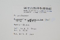 膜葉星蕨藏品圖，第2張