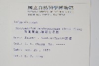 膜葉星蕨藏品圖，第2張