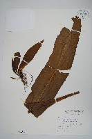 膜葉星蕨藏品圖，第1張