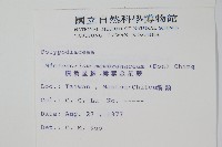 膜葉星蕨藏品圖，第2張