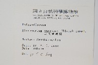 三叉葉星蕨藏品圖，第2張