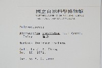 星蕨藏品圖，第2張