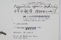 日本水龍骨藏品圖，第2張