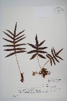 大葉玉山茀蕨藏品圖，第1張