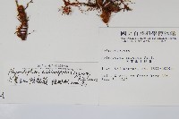 大葉玉山茀蕨藏品圖，第2張