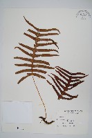 阿里山水龍骨藏品圖，第1張